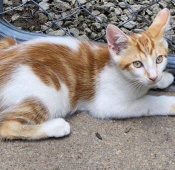 Waffles -  Domestic Short Hair Cat for Adoption in Maineville, Ohio - Waffles | PetCurious