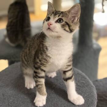 Ginger -  Domestic Short Hair Cat for Adoption in Birmingham, Alabama - Ginger | PetCurious