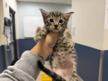 PEAR -  Domestic Short Hair Cat for Adoption in Doral, Florida - PEAR | PetCurious