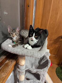 Rescue Domestic Short Hair Cats for Adoption in Greece, New York - Tuna & Minnow | PetCurious