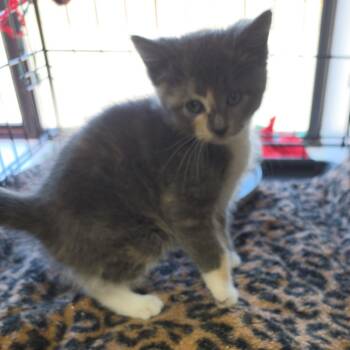 Dilute Calico and Dilute Tortoiseshell Cats Available for Adoption in Clarksville, Virginia - Puppet | PetCurious