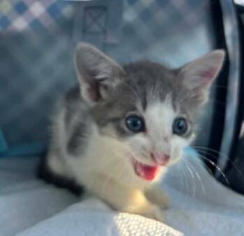 Gene -  Domestic Short Hair Cat for Adoption in Lafayette, Louisiana - Gene | PetCurious