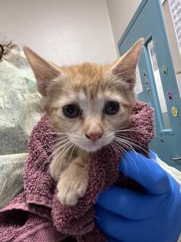 TIRAMISU -  Domestic Short Hair Cat for Adoption in Las Vegas, Nevada - TIRAMISU | PetCurious