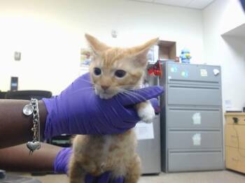 CAMDEN -  Domestic Short Hair Cat Available for Adoption in Doral, Florida - CAMDEN | PetCurious