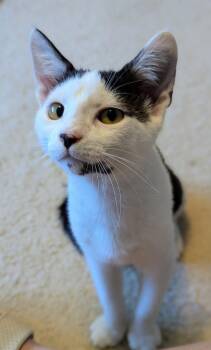Pine Cone26 -  Domestic Short Hair Cat for Adoption in Youngsville, North Carolina - Pine Cone26 | PetCurious