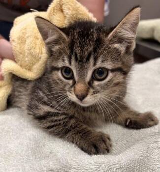 Domestic Short Hair Cats Available for Adoption in Fishers, Indiana - Havarti | PetCurious