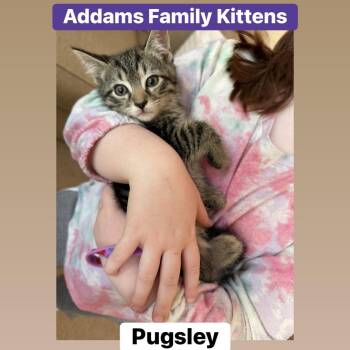 Pugsley -  Domestic Short Hair Cat for Adoption in Lemoyne, Pennsylvania - Pugsley | PetCurious