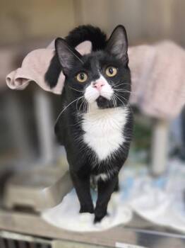 Mister -  Domestic Short Hair Cat for Adoption in Westland, Michigan - Mister | PetCurious