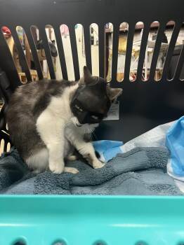 Rescue American Shorthair Cats for Adoption in Marble Falls, Texas - Joey | PetCurious