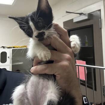 Fennel -  Domestic Short Hair Cat for Adoption in Bentonville, Arkansas - Fennel | PetCurious