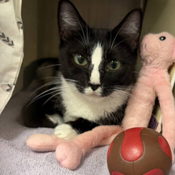 Rescue Domestic Short Hair Cats for Adoption in Voorhees Township, New Jersey - Evelyn | PetCurious