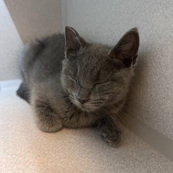 Duke -  Domestic Short Hair Cat for Adoption in Pittsburgh, Pennsylvania - Duke | PetCurious