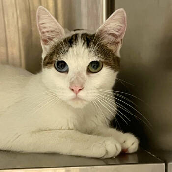 Rescue Domestic Short Hair Cats for Adoption in Los Angeles, California - Peggy Hill | PetCurious