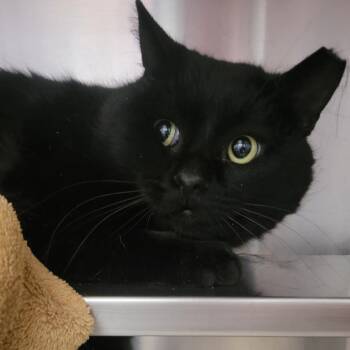 Domestic Short Hair Cats Available for Adoption in Plover, Wisconsin - Maple Syrup | PetCurious