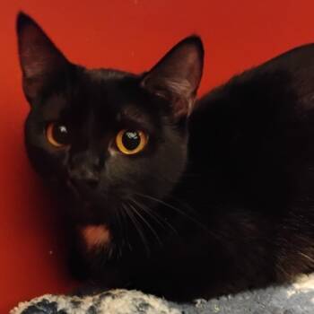 Domestic Short Hair Cats Available for Adoption in Bentonville, Arkansas - Feena | PetCurious