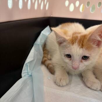 Sloane -  Domestic Short Hair Cat for Adoption in Kanab, Utah - Sloane | PetCurious