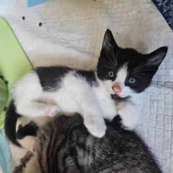 Rescue Domestic Short Hair Cats for Adoption in Plainfield, Illinois - Beckham | PetCurious