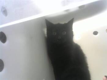 Domestic Short Hair Cats Available for Adoption - HUMPHREY | PetCurious