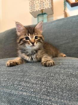 Penelope Stardust -  Domestic Short Hair Cat for Adoption in Sebastian, Florida - Penelope Stardust | PetCurious