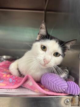 Crockpot -  Domestic Short Hair Cat Available for Adoption in Belton, Texas - Crockpot | PetCurious
