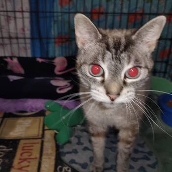 Rescue Siamese Cats for Adoption in Nicholson, Pennsylvania - Sage | PetCurious