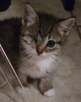 Rescue Domestic Short Hair Cats for Adoption in Greenbelt, Maryland - Alexa | PetCurious