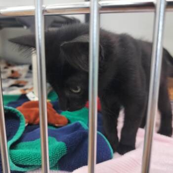 Miatta -  Domestic Medium Hair Cat for Adoption - Miatta | PetCurious