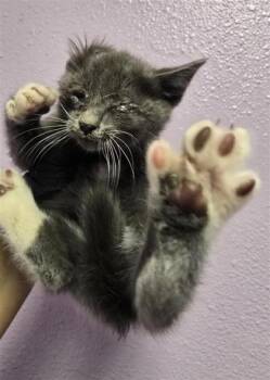 Domestic Short Hair Cats Available for Adoption in El Paso, Texas - 60924672 | PetCurious