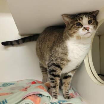 Casey -  Domestic Short Hair Cat for Adoption in Columbia, Missouri - Casey | PetCurious