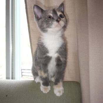 Domestic Short Hair Cats Available for Adoption in Woodstock, Virginia - Cali | PetCurious