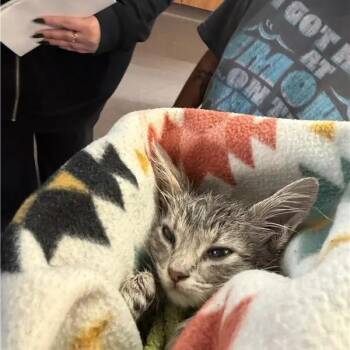 Luna -  Domestic Short Hair Cat for Adoption in Brentwood, Missouri - Luna | PetCurious