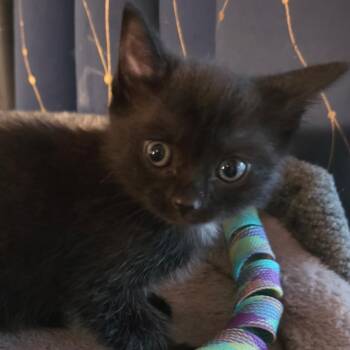 Pearl -  American Shorthair Cat for Adoption in Newberg, Oregon - Pearl | PetCurious