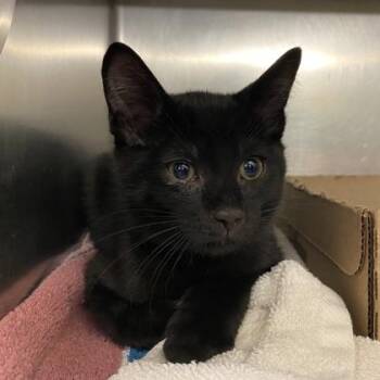 Discord -  Domestic Short Hair Cat Available for Adoption in Richmond, Virginia - Discord | PetCurious