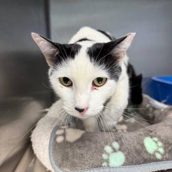 Benji -  Domestic Short Hair Cat for Adoption in Casa Grande, Arizona - Benji | PetCurious
