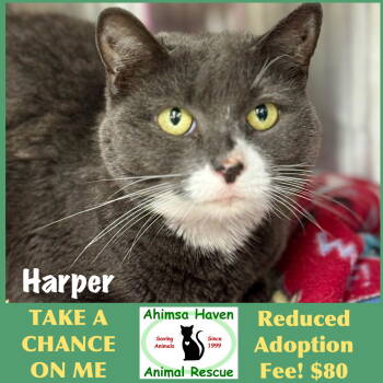 Rescue Domestic Short Hair Cats for Adoption in Winchendon, Massachusetts - Harper | PetCurious