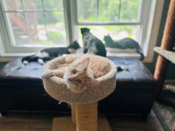 Teddy -  Domestic Medium Hair Cat Available for Adoption in Port Barrington, Illinois - Teddy | PetCurious