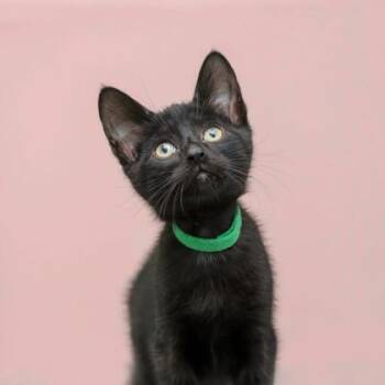 Scott -  Domestic Short Hair Cat for Adoption in Parma, Ohio - Scott | PetCurious
