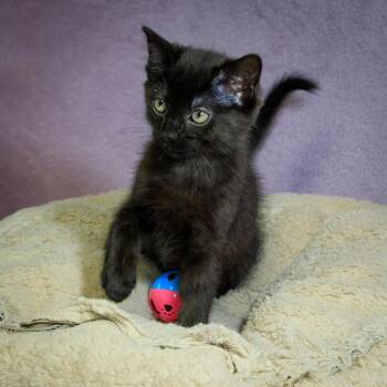 Domestic Short Hair Cats Available for Adoption in Versailles, Kentucky - Tabasco | PetCurious