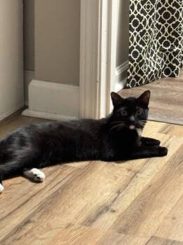 Domestic Short Hair Cats Available for Adoption in Wilmington Island, Georgia - Sox Kay | PetCurious