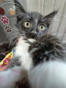 Tara -  Domestic Short Hair Cat Available for Adoption in Hinckley, Illinois - Tara | PetCurious