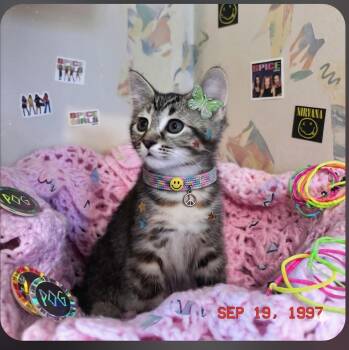Nova -  Tabby Cat for Adoption in Wyandotte, Michigan - Nova | PetCurious