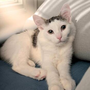 Adaine -  Domestic Medium Hair Cat for Adoption in Greensburg, Pennsylvania - Adaine | PetCurious