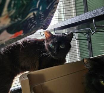 Rescue Domestic Medium Hair Cats for Adoption in Winlock, Washington - Lima | PetCurious