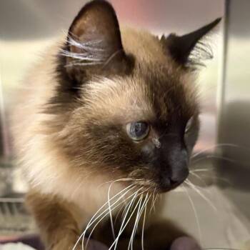Domestic Short Hair Cats Available for Adoption in Asheville, North Carolina - Sokolova | PetCurious