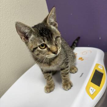 Lenny -  Domestic Short Hair Cat for Adoption in Englewood, Florida - Lenny | PetCurious