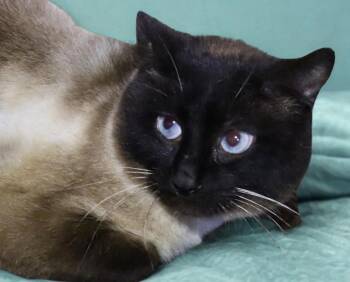 Siamese Cats Available for Adoption in Euclid, Ohio - Odin | PetCurious