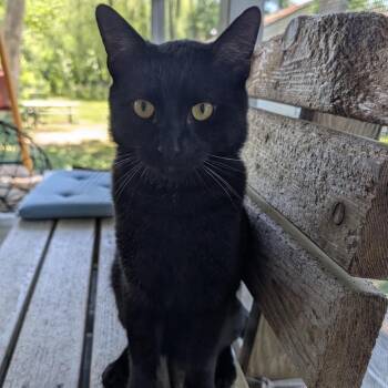 Shadow -  Domestic Short Hair Cat for Adoption in Calverton, New York - Shadow | PetCurious