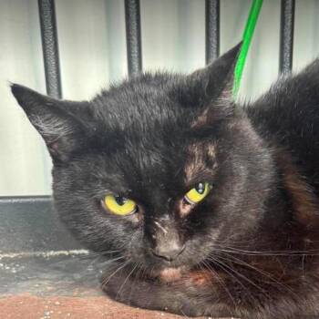 Ranger -  Domestic Short Hair Cat for Adoption in Gordonsville, Tennessee - Ranger | PetCurious
