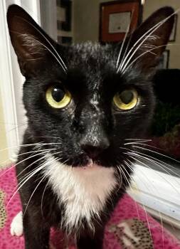 Thunder Cat -  Domestic Short Hair Cat for Adoption in Houston, Texas - Thunder Cat | PetCurious