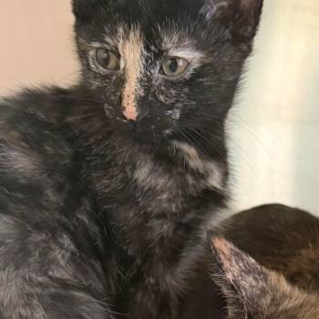 Domestic Short Hair Cats Available for Adoption in Washington, District Of Columbia - Gypsy Rose Lee (16870) | PetCurious
